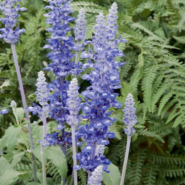 Unbranded 4.33 in. Blue Sage Plant