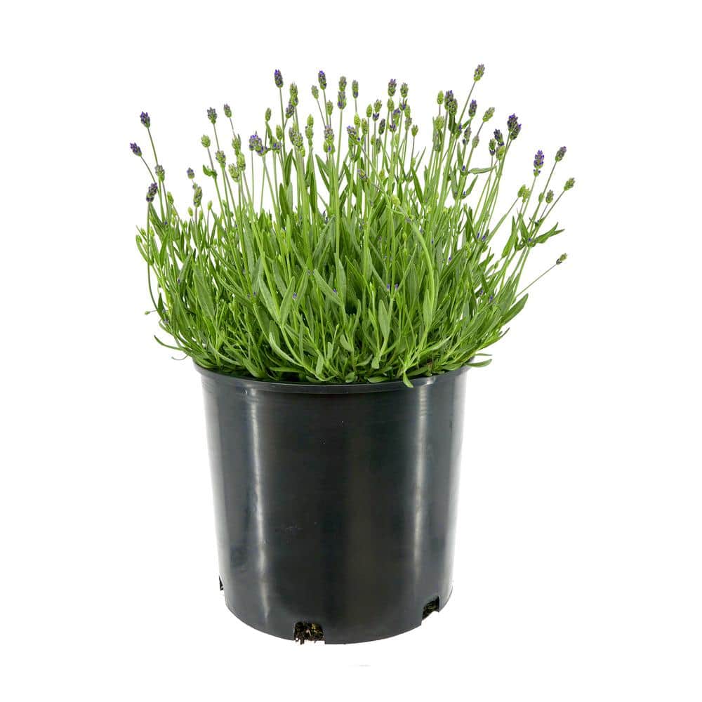 Perennial Lavender a. Blue 1.5 Gal. - (1-Pack) 2557 - The Home Depot