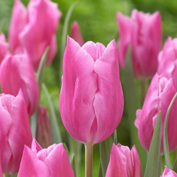 Garden State Bulb 12/Plus cm, Pink Tulip Triumph Jumbo Bulbs, Fall Planting (Bag of 24)