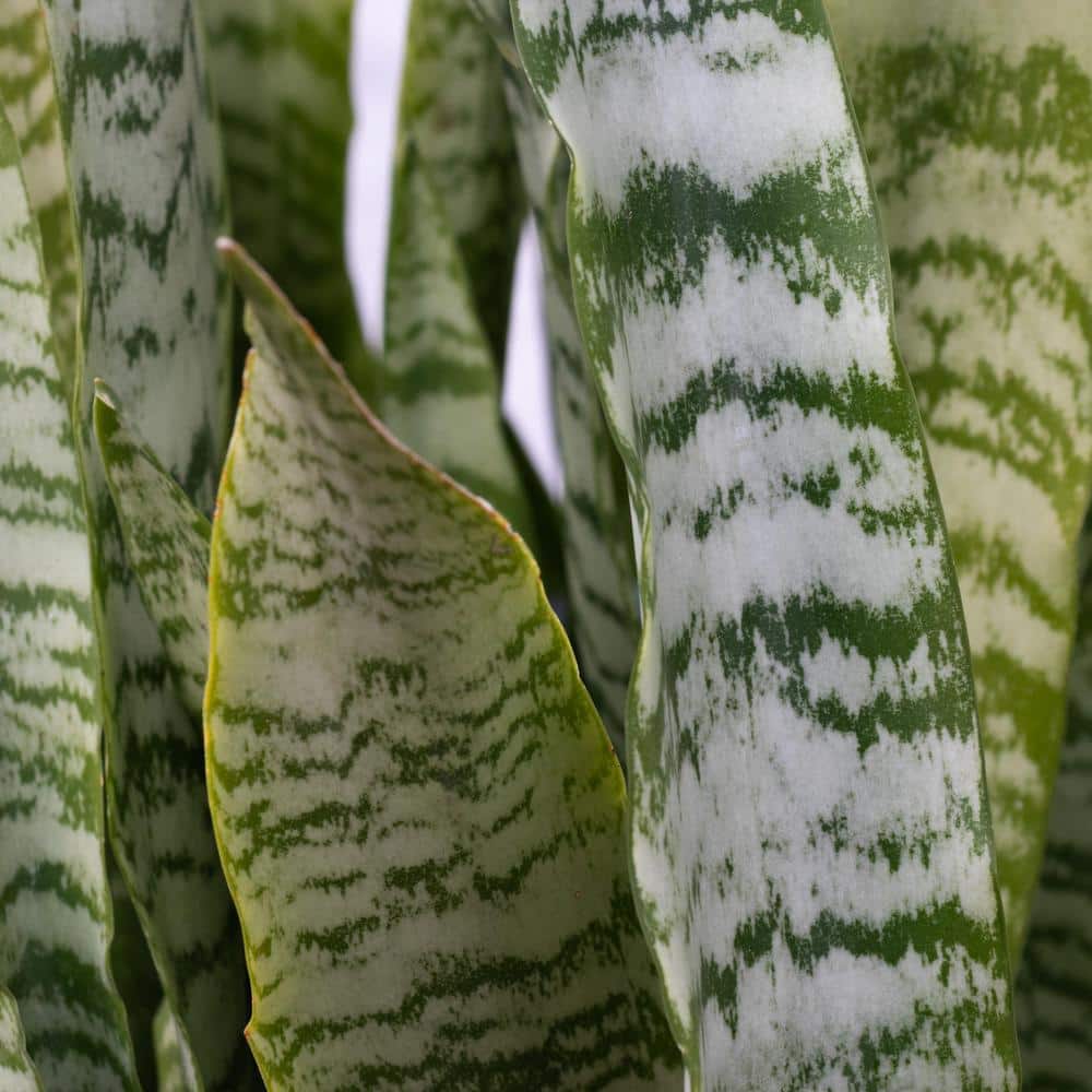 24" Black Ceramic Indoor Sansevieria Succulent