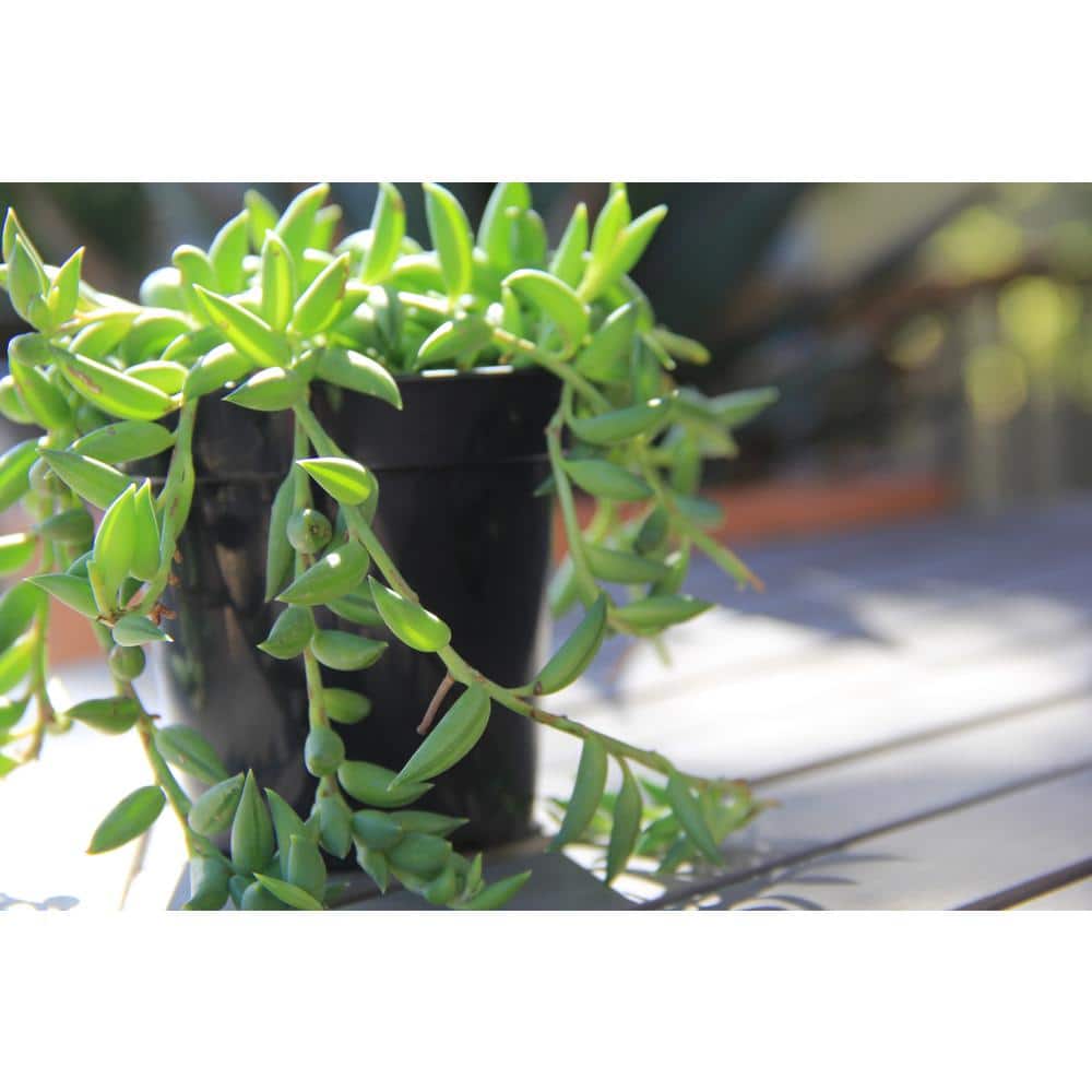 Emerald Bananas 8" Multicolor Low-Maintenance Indoor/Outdoor Succulent