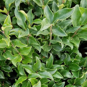 2.5 Qt. Wavy Leaf Ligustrum Recurvifolia, Evergreen Shrub, Creamy-White Flowers