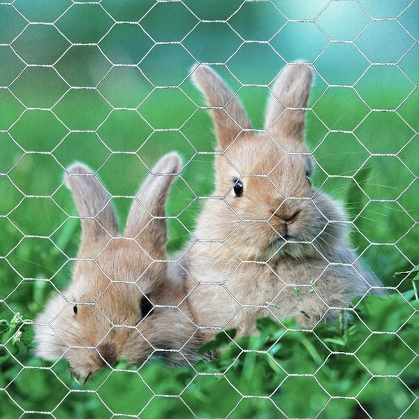Galvanised Chicken Wire Mesh Net Netting Fence Rabbit Aviary Pet 13mm 25mm  50mm