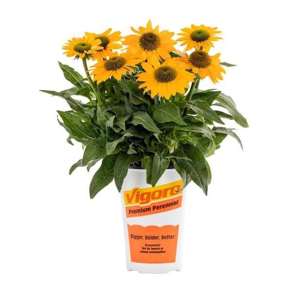 2 qt. Artisan Yellow Ombre Echinacea Coneflower Yellow Perennial Plant