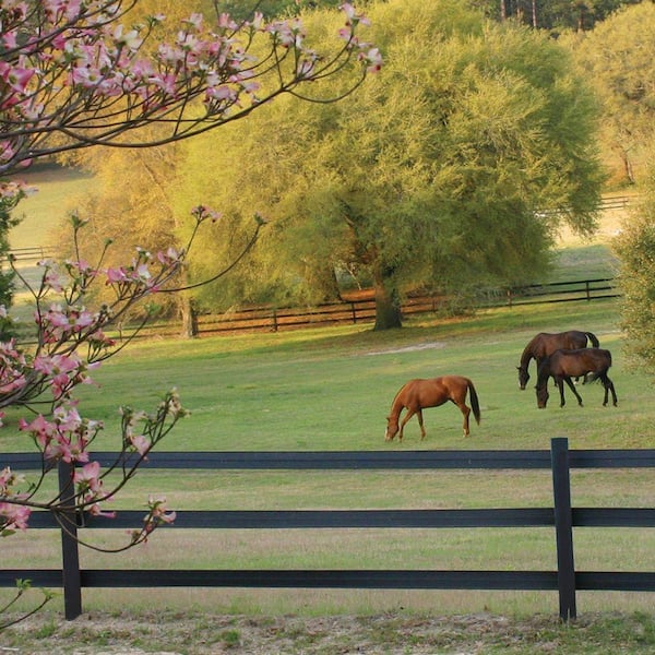 CenFlex 5 in. x 660 ft. Black Flexible Rail Horse Fence