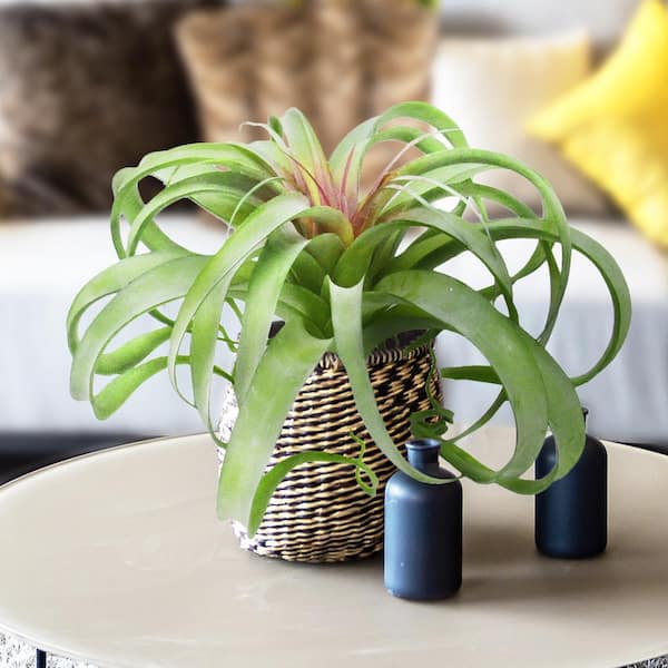 LIVING LUXURY 14 in. Giant Large Green Red Tillandsia Artificial Succulent Stem Plant Greenery Pick Spray Branch