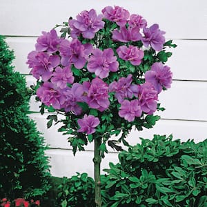 Ardens Althea Hibiscus Tree Live Bare Root Plant with Blue Flowering Tree form Shrub (1-Pack)