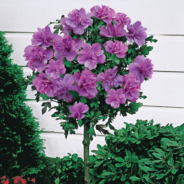 Spring Hill Nurseries Ardens Althea Hibiscus Tree Live Bare Root Plant with Blue Flowering Tree form Shrub (1-Pack)