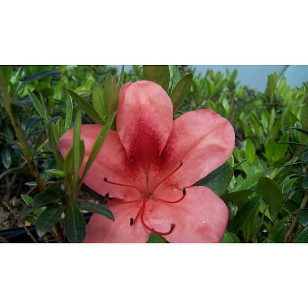 national PLANT NETWORK 2.5 Qt. Macrantha Orange Azalea Plant with Pink-Orange Blooms