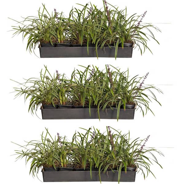 FLOWERWOOD Variegated Liriope 3 1/4 in. Pots (54-Pack) - Live Groundcover Grass