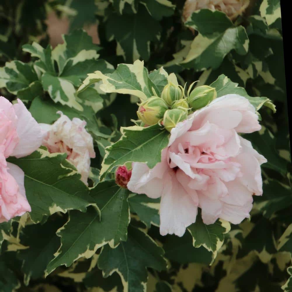 Sugar Tip Pink Hibiscus Tree with Variegated Foliage in 1 Gallon Container