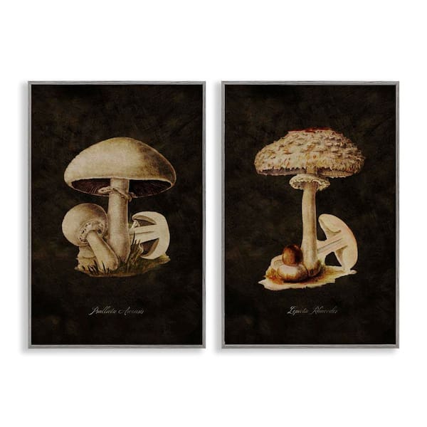 Stupell Industries Vintage Mushrooms on Black by Tina Higgins Designs, Inc. 2 Pieces Gray Framed Nature Giclee Art Print 30 in. x 20 in.