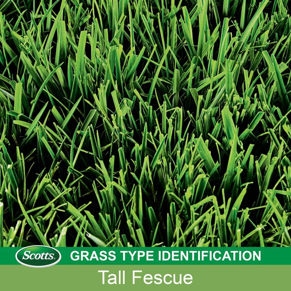 View of Scotts EZ Seed Dog Spot Repair for Tall Fescue Lawns, 2 lbs ...