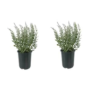 2.5 qt. Perennial Perovskia Atriplicifolia Sage (2-Pack)