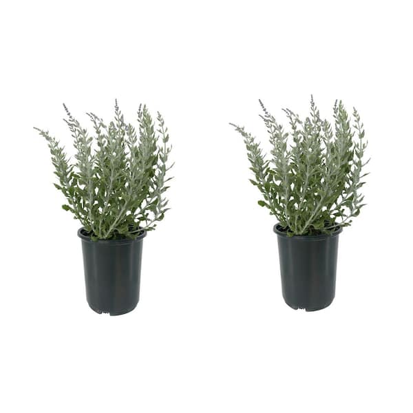 Unbranded 2.5 qt. Perennial Perovskia Atriplicifolia Sage (2-Pack)