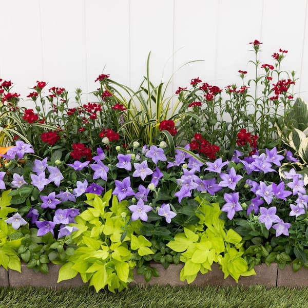 METROLINA GREENHOUSES 1.5-Pint Platycodon Balloon Flower Astra Blue Perennial  Plant (5-Pack) 78453 - The Home Depot