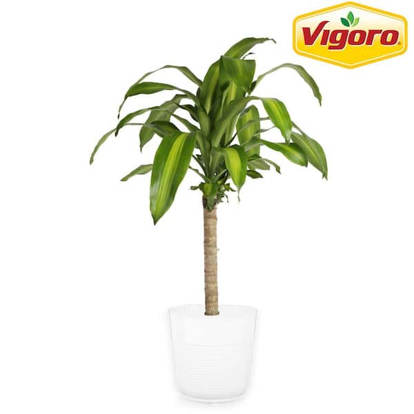 Mass Cane Plant in 10in. White Decor Pot, Avg. Shipping Height 2-3 ft. Tall
