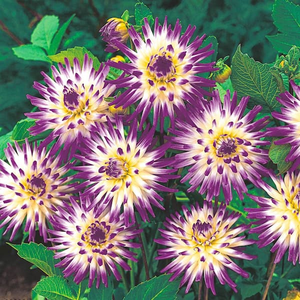 Breck's Veritable Cactus Dahlia Mixture Dormant Flowering Bare Root Bulbs (5-Pack)