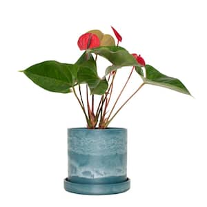 7 in. Blue Stonewash Upcycled Planter with 6 in. Red Anthurrium