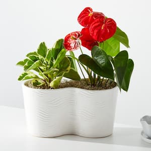 5 in. Foliage Mix Plants in Double Ceramic Pot