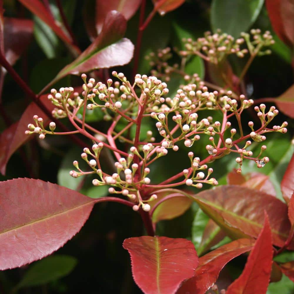 Red Robin Photinia White Flowering Shrub in 6-Inch Planter