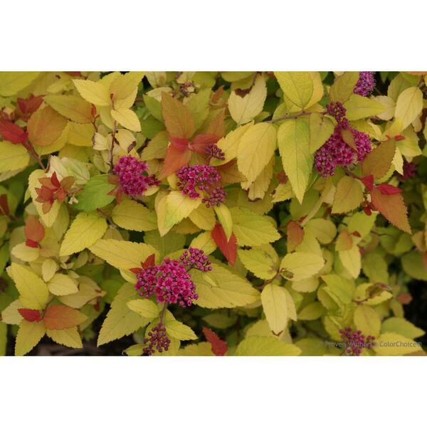 PROVEN WINNERS 1 Gal. Double Play Candy Corn Spirea (Spiraea), Live Shrub, Purple Flowers and Orange, Red, and Yellow Foliage