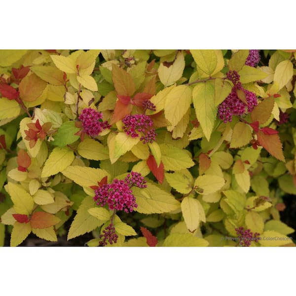 PROVEN WINNERS 4.5 in. Qt. Double Play Candy Corn Spirea (Spiraea), Live Shrub, Purple Flowers and Orange, Red, and Yellow Foliage