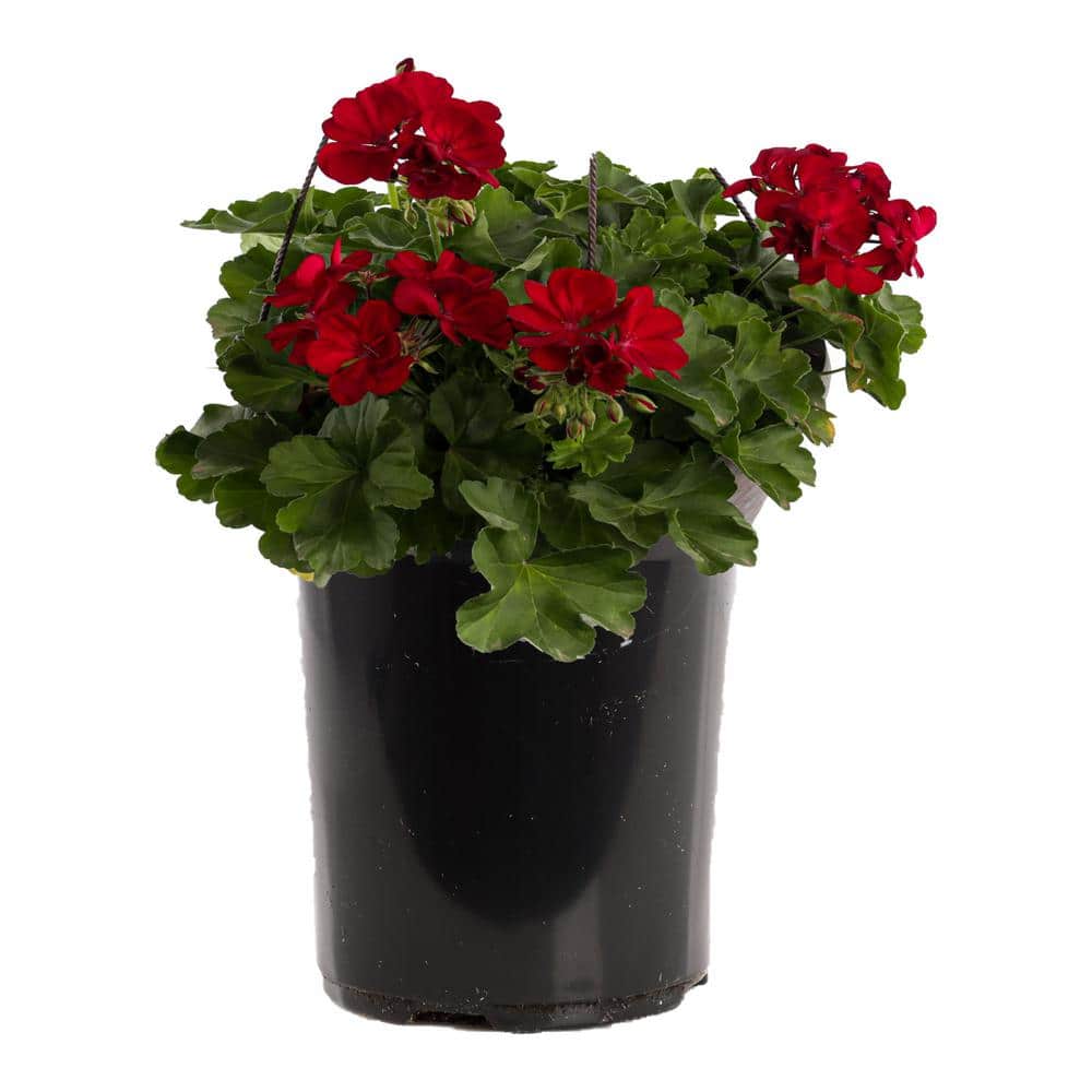 2 Gal. Dark Red Dark Leaf Calliope Medium Geranium Plant