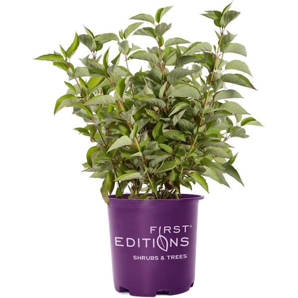 FIRST EDITIONS 2 Gal. Firedance Dogwood Live Shrub Compact Shrub With White Flowers