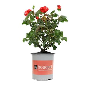 My Bouquet 8 qt. Rose Deep Orange Blossom (Ring Of Fire)