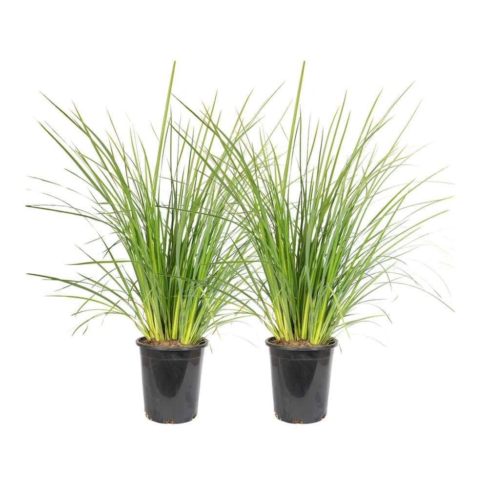 LILy　N organic Plenium Alder & Oak #5 Container Dietes Iriodiodes Fortnight lily