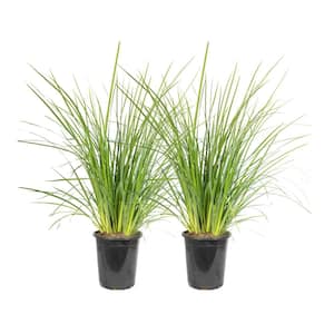 #5 Container Dietes Iriodiodes Fortnight lily Evergreen Grass (2-Pack)