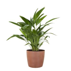 Chinese Fan Palm Live Indoor Outdoor Plant in 10 inch Premium Sustainable Ecopots Terracotta Pot
