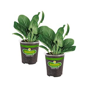 19 oz. Spinach Plant (2-Pack)