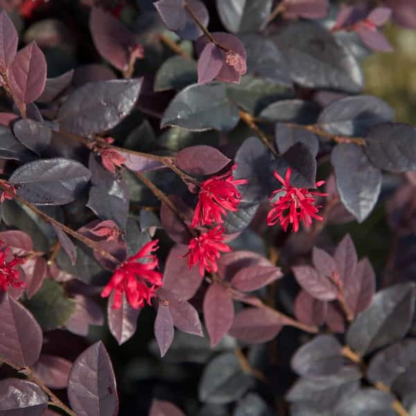 2 Gal. Red Diamond Loropetalum Shrub with Burgundy Foliage and Pink Flowers