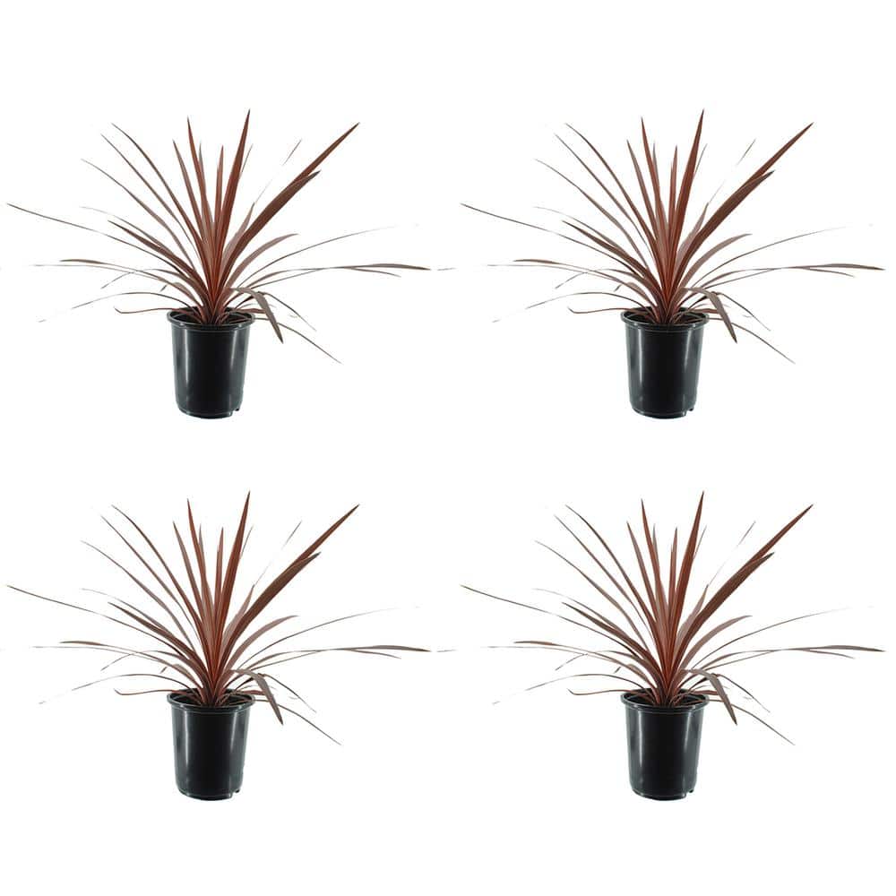 2.5 qt. Grass Cordyline Australis Red Star Perennial (4-Pack)