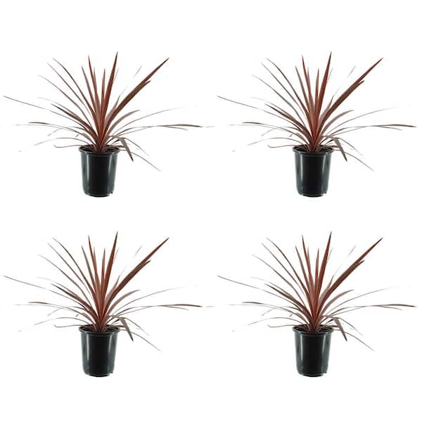 Unbranded 2.5 qt. Grass Cordyline Australis Red Star Perennial (4-Pack)