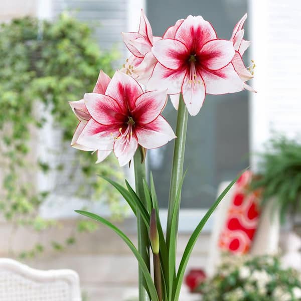 Pink Amaryllis Bulbs For Sale Online  Amaryllis Pink Flush – Easy To Grow  Bulbs