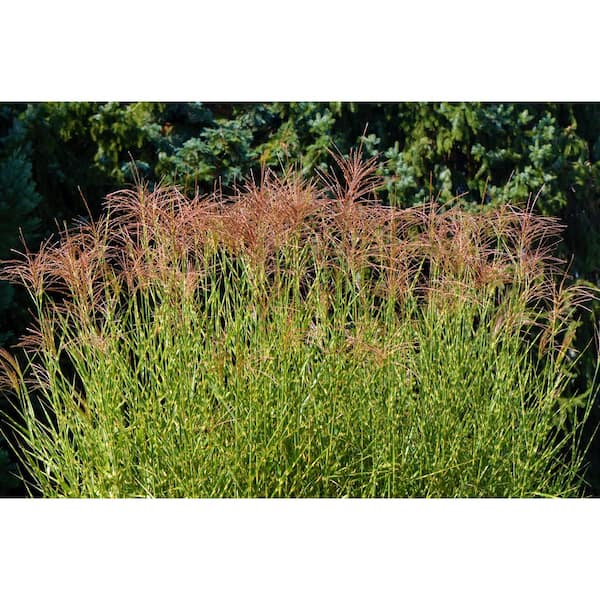 Dwarf Zebra Maiden Grass for Sale Online - The Greenhouse