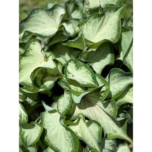 2.5 qt. Caladium White Delight in 6.33 in. Grower's Pot (2-Pack)