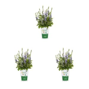 2 qt. Purple Salvia Sally Rosa Perennial Plant (3-Pack)