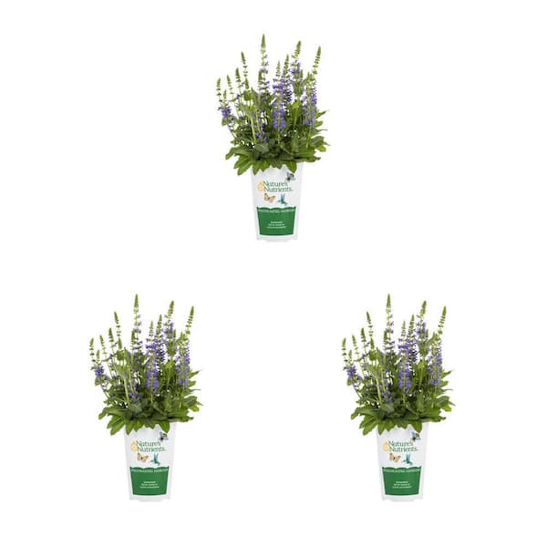 Vigoro 2 qt. Purple Salvia Sally Rosa Perennial Plant (3-Pack)