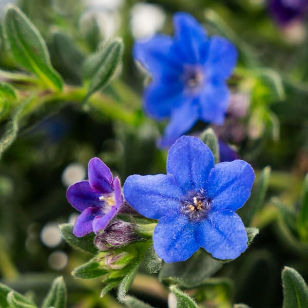 METROLINA GREENHOUSES 2 qt. Heavenly Blue and Purple Lithodora