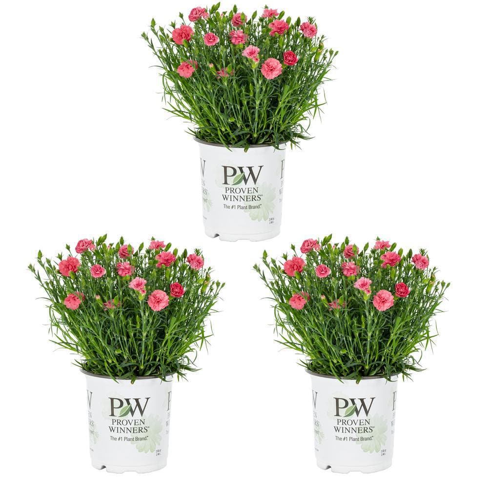 METROLINA GREENHOUSES 2 QT. Dianthus Sweet William Carnation Fruit ...