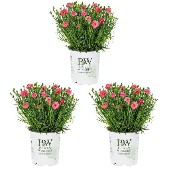 METROLINA GREENHOUSES 2 QT. Dianthus Sweet William Carnation Fruit Punch Black Cherry Pink Perennial Plant (3-Pack)