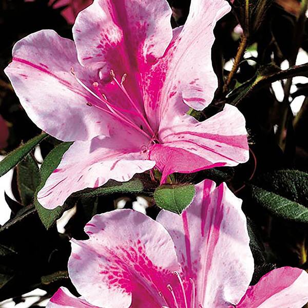 ENCORE AZALEA 3 Gal. Autumn Twist Azalea Shrub with Bi-Color Purple Flowers  13790 - The Home Depot