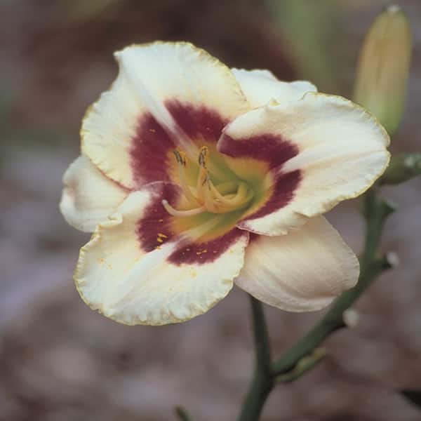 Unbranded #1 Siloam Dream Baby Peach and Orange Daylily Plant