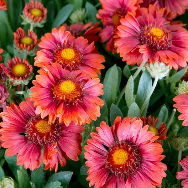 SOUTHERN LIVING 2.5 Qt. Celebration Gaillardia With Rich Red Blooms, Live Perennial Plant