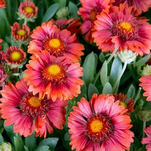 2.5 Qt. Celebration Gaillardia With Rich Red Blooms, Live Perennial Plant