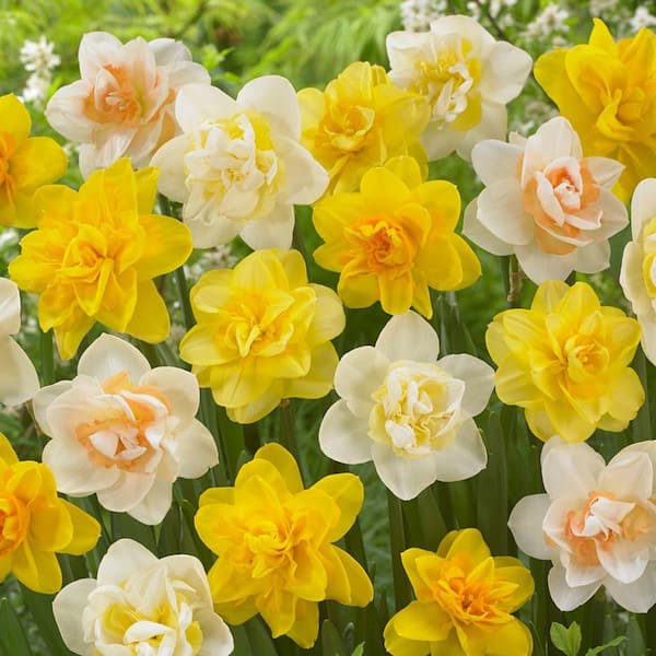 Bloomsz Double Daffodil Mix Flower Bulb (8-Pack)